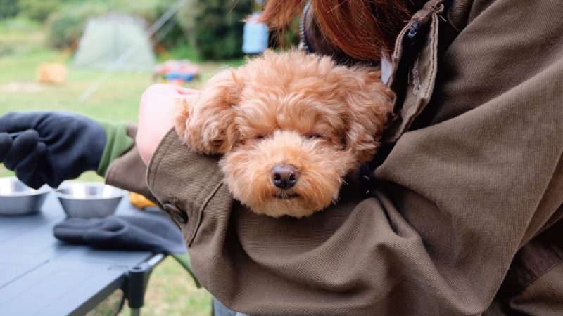 【2025年最新】三重県で愛犬と泊まれるコテージ5選！